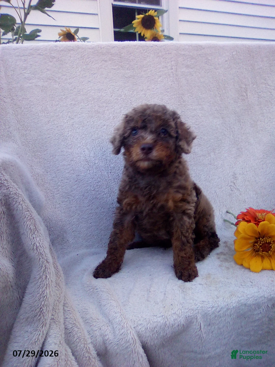 Toy Poodle dogs for sale: Tucker - Ad 2