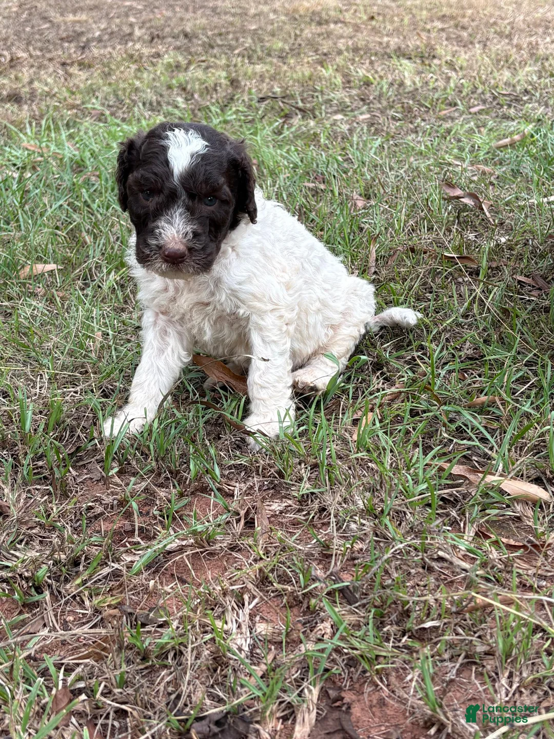 Standard Poodle dogs for sale: Standard Poodle (Oreo) - Ad 7