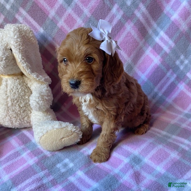 Mini Goldendoodle dogs Cupcake - Ad 36