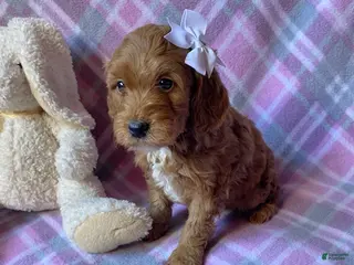 Mini Goldendoodle dogs Cupcake - Ad 1