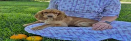 Cocker Spaniel dogs for sale: Autumn - Ad 10