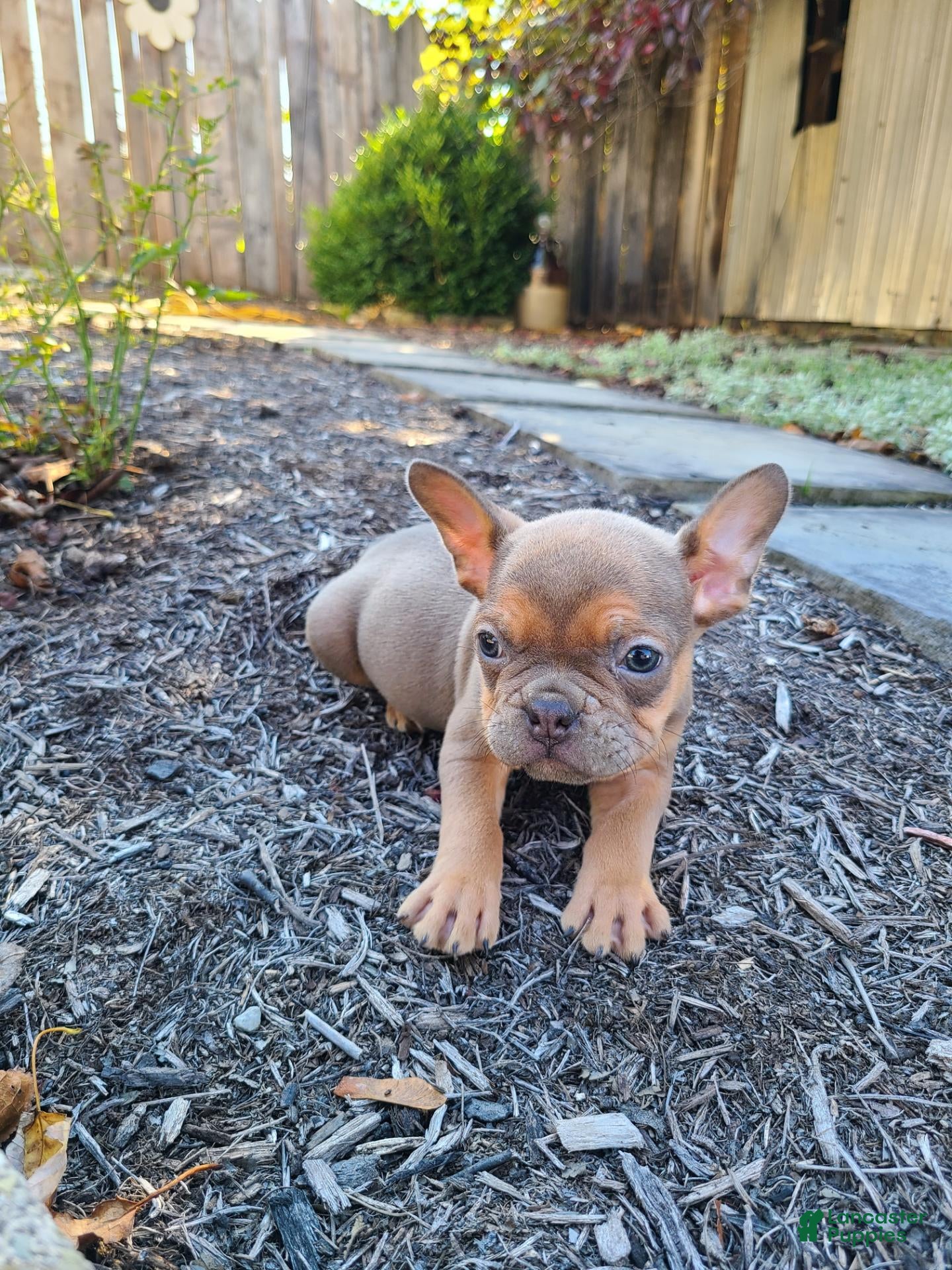 Frenchton dogs Jasper - Ad 1