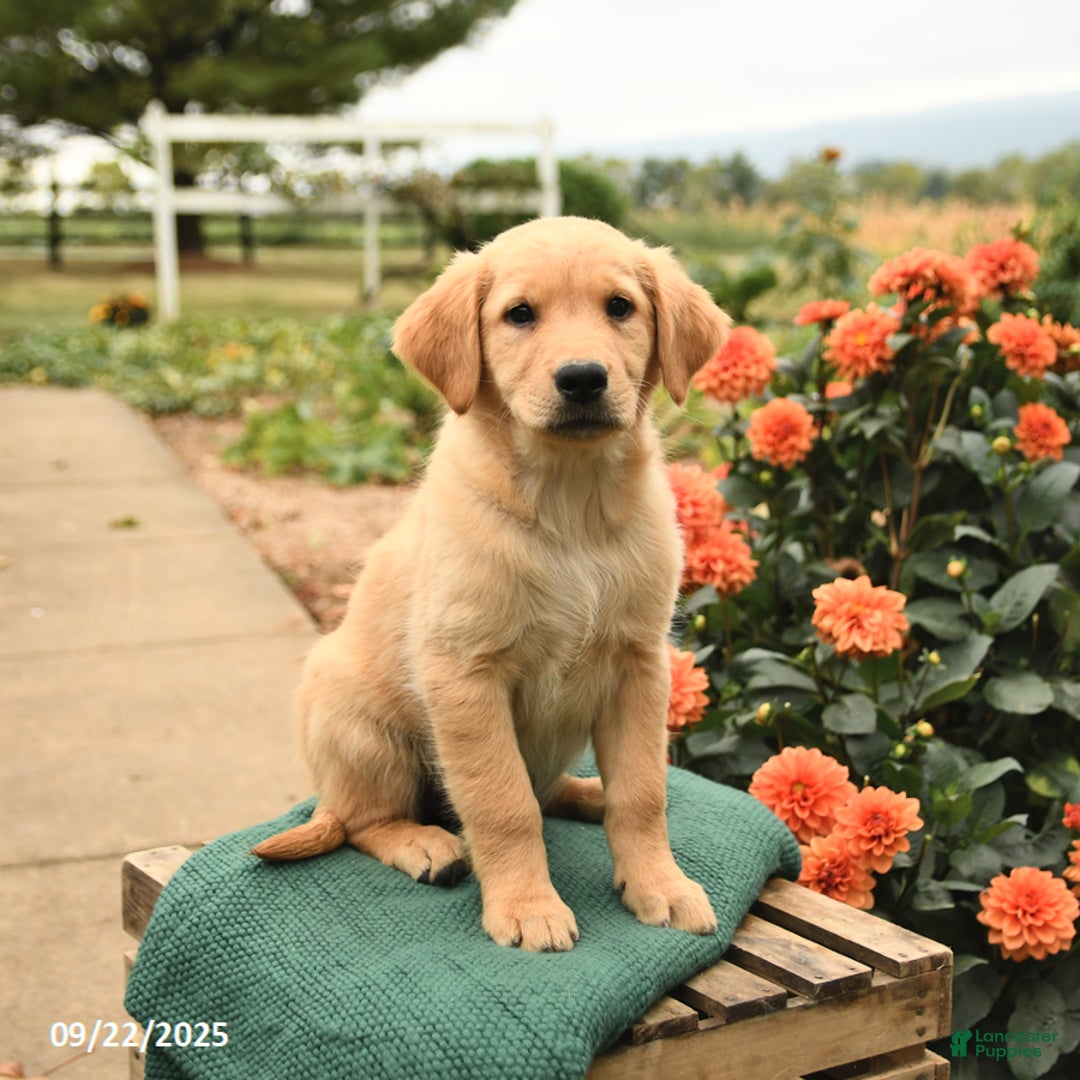 Golden Retriever dogs for sale: Paris - Ad 5