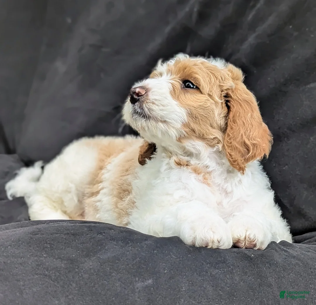 Goldendoodle dogs for sale: Ollie  - Ad 2