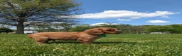 Cavalier King Charles Spaniel dogs for sale: Kooper  - Ad 6