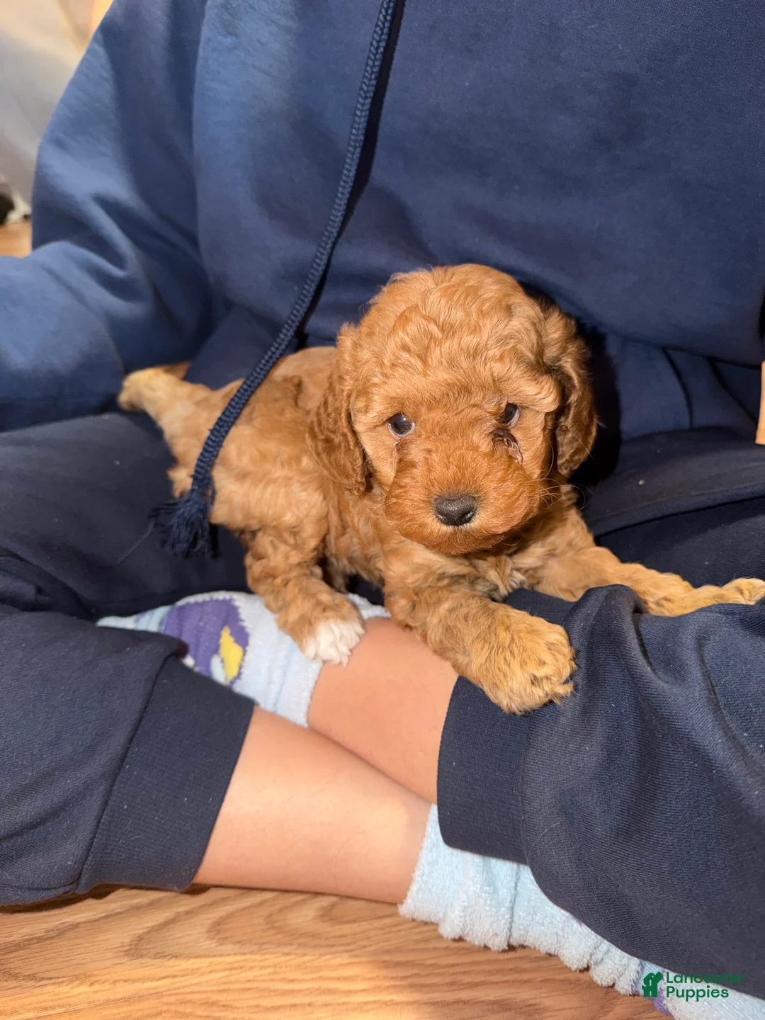 Mini Goldendoodle dogs for sale: Mini Goldendoodle Puppy 2 - Ad 1