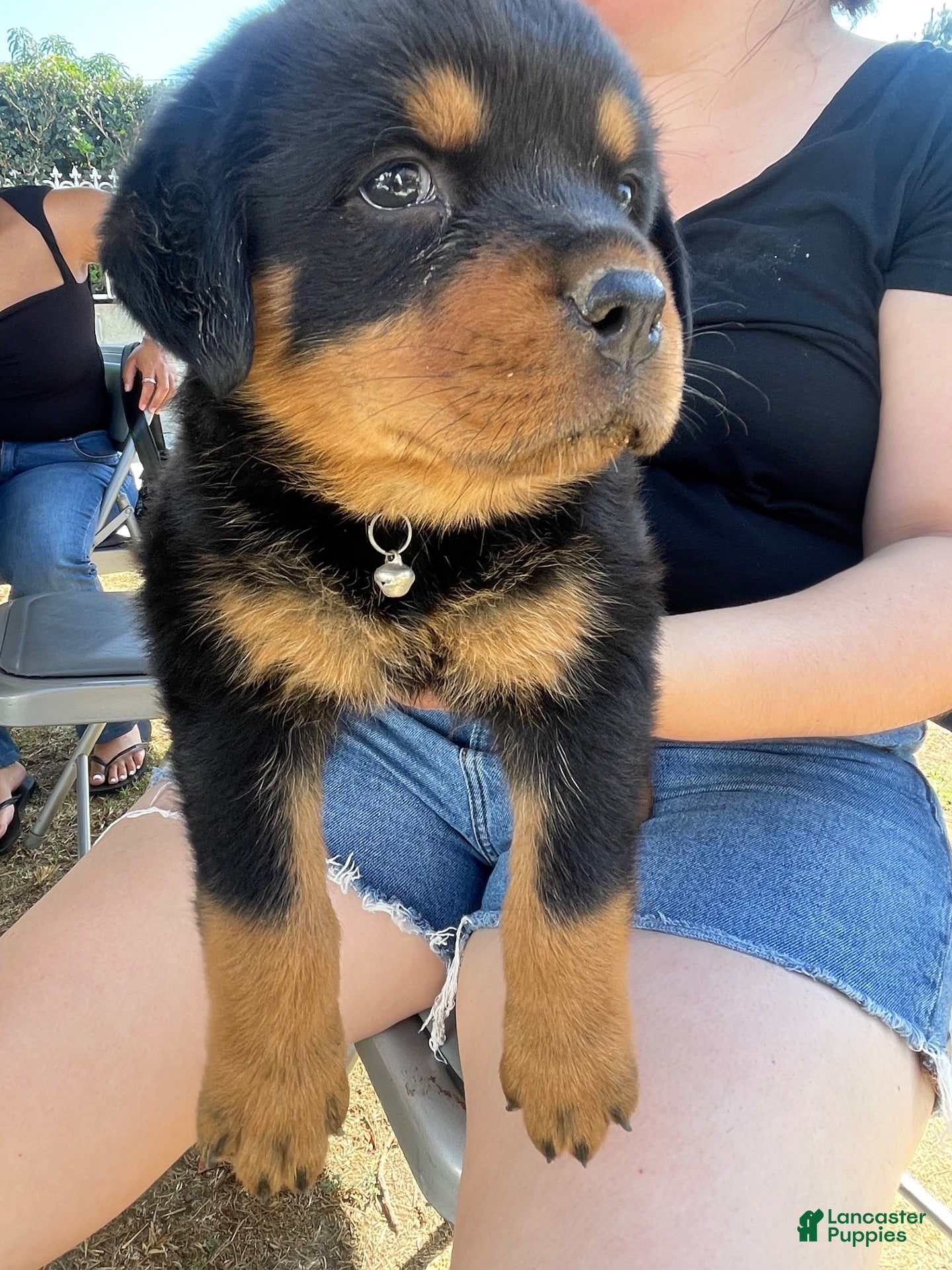 Rottweiler dogs Rottweiler 1 - Ad 16