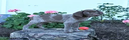 German Shorthaired Pointer dogs for sale: Maverick - Ad 3