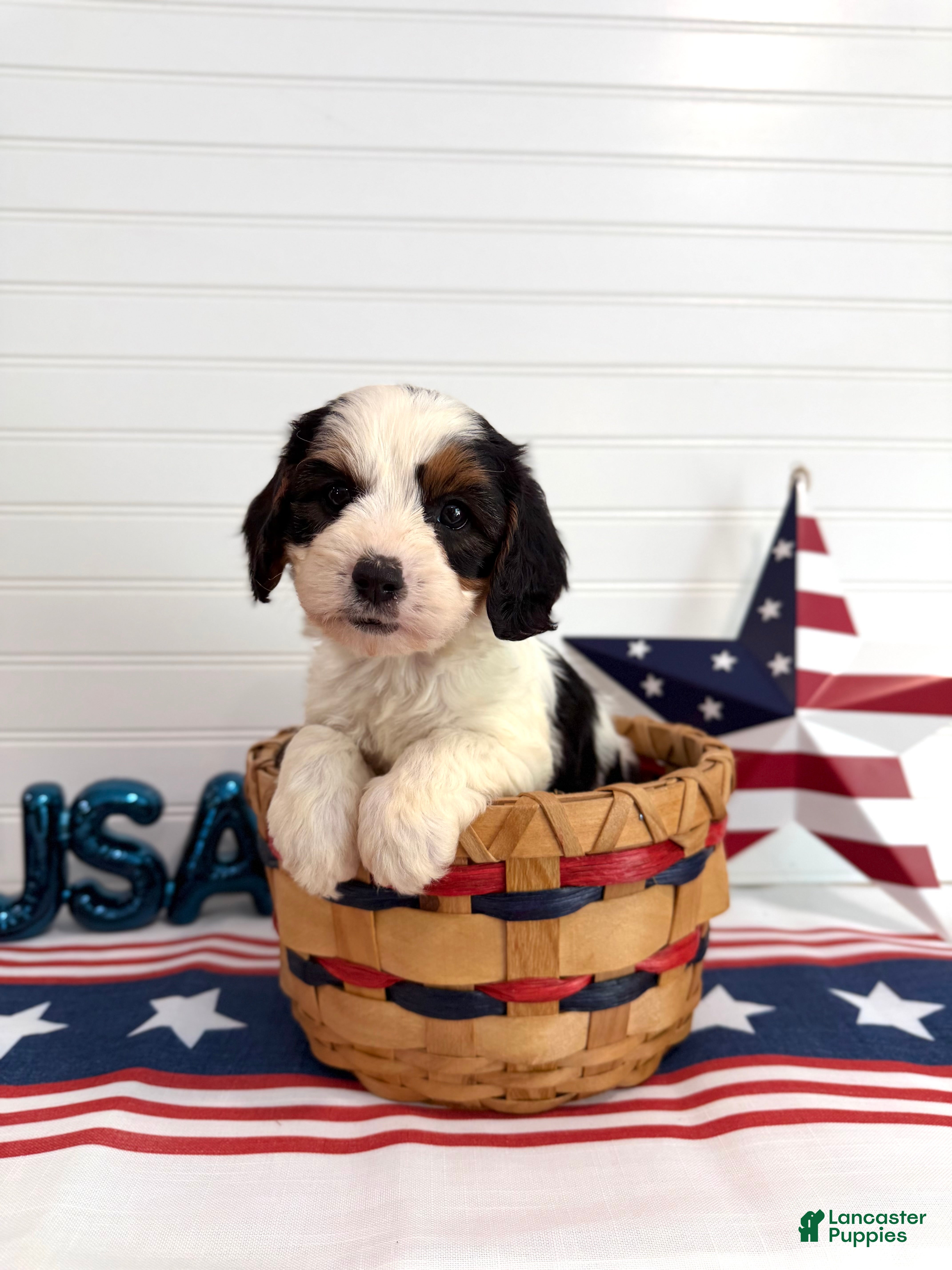 Cavapoo dogs Yankee - Ad 1