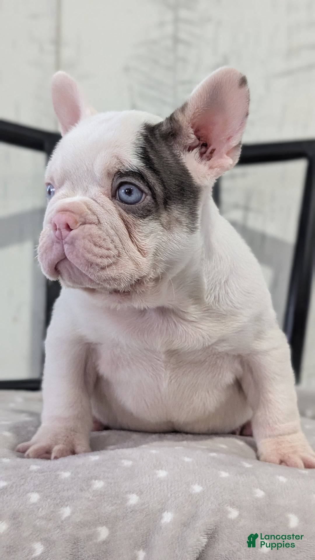 French Bulldog dogs for sale: Xander - Ad 11