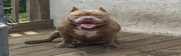 American Bully dogs for sale: Clover  - Ad 4
