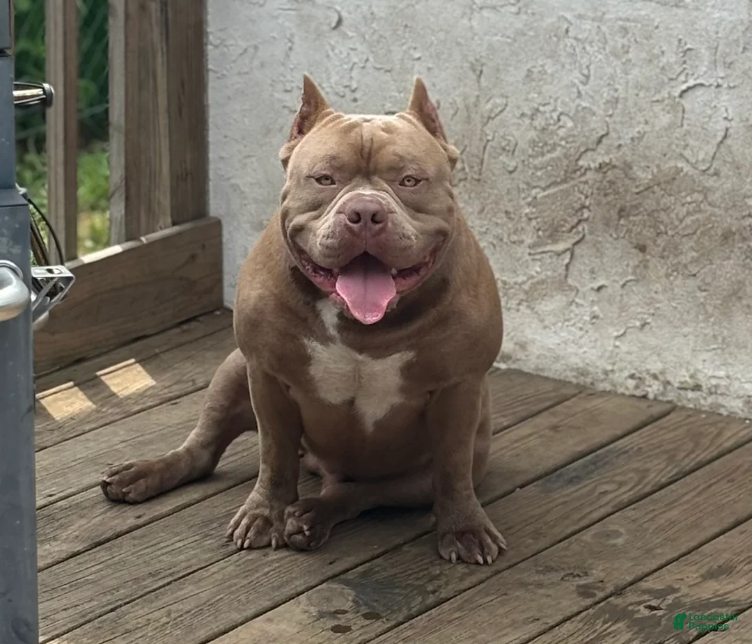 American Bully dogs for sale: Clover  - Ad 4