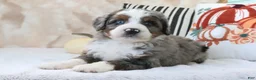 Mini Bernedoodle dogs for sale: Jimmy - Ad 3