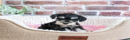 Miniature Schnauzer dogs for sale: Janelle - Ad 10