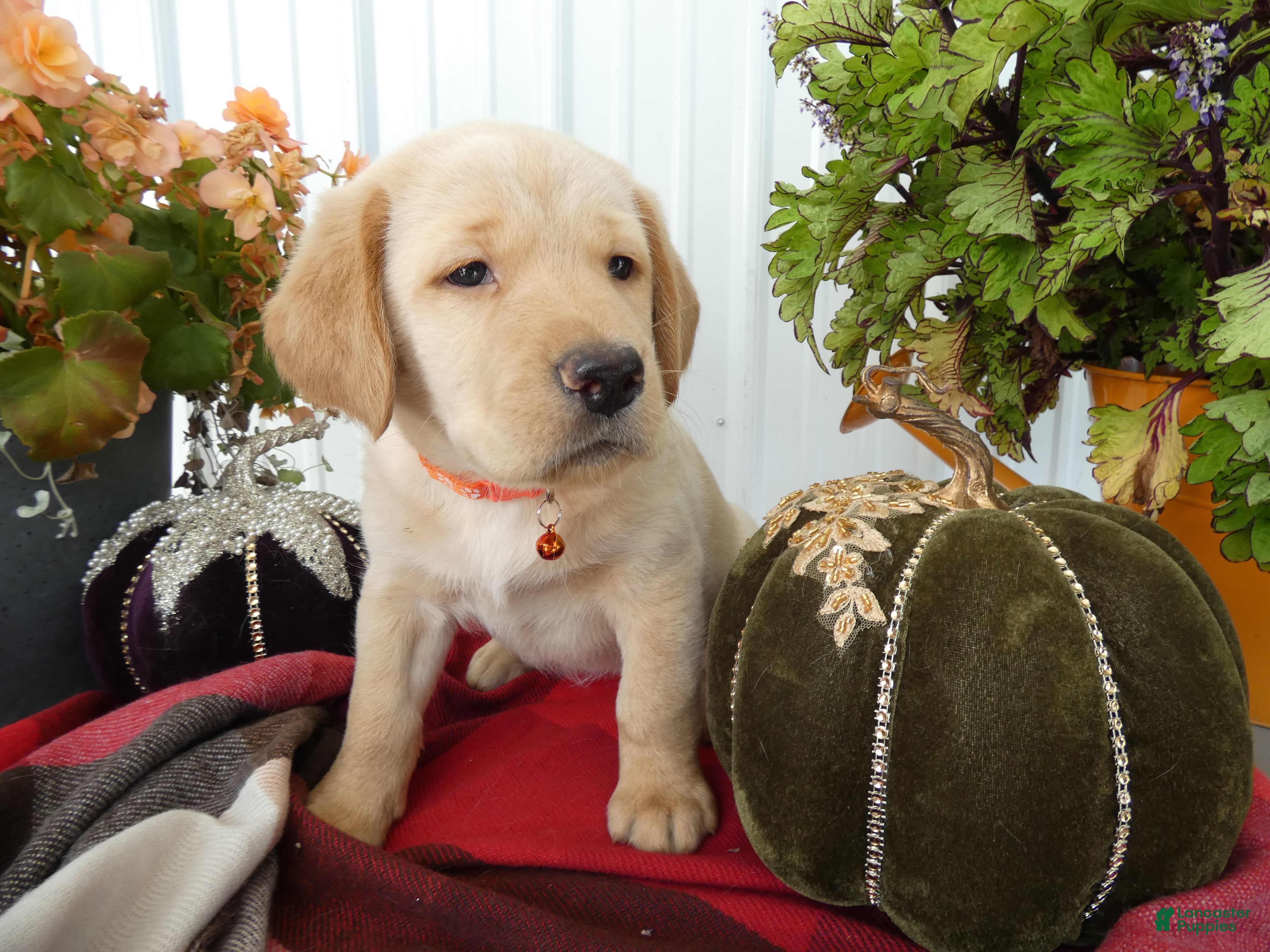 Labrador Retriever dogs Labrador Retriever 6 Sherbert - Ad 20