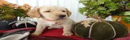 Labrador Retriever dogs for sale: Labrador Retriever 6 Sherbert - Ad 1