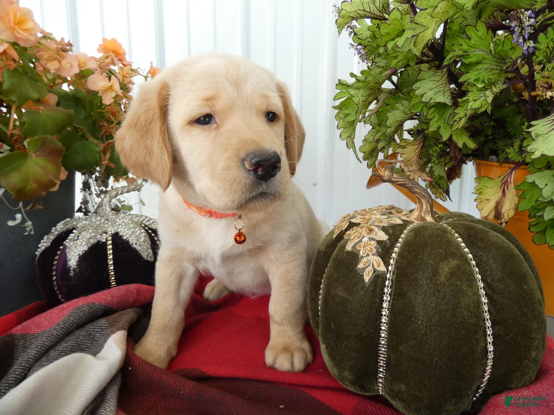 Labrador Retriever dogs for sale: Labrador Retriever 6 Sherbert - Ad 1