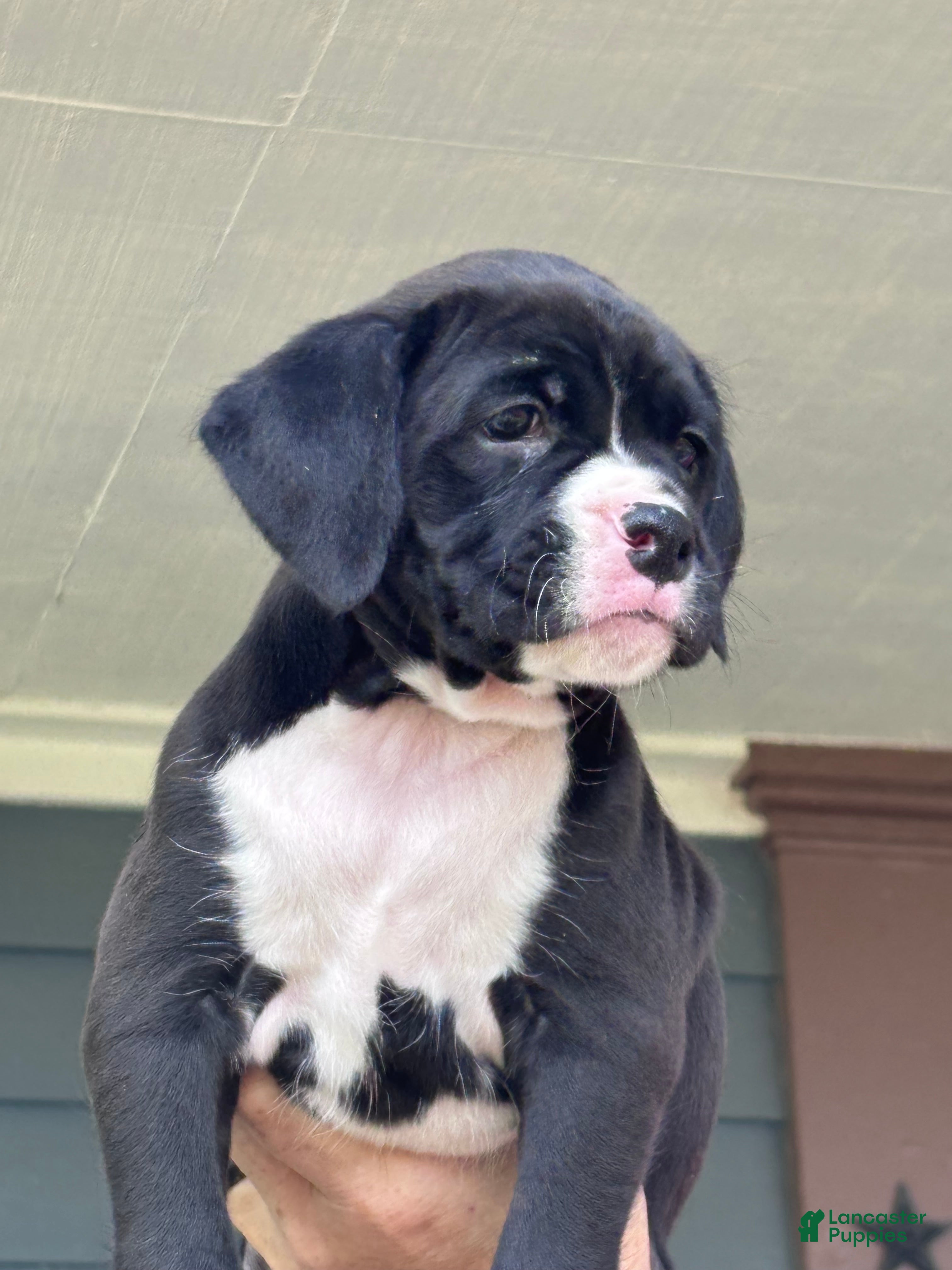 Boxer dogs Gypsy - Ad 2