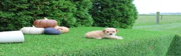 Toy Poodle dogs for sale: AKC Ellie(tiny) - Ad 6