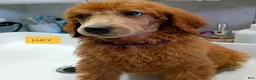 Standard Poodle dogs for sale: Lucy - Ad 1