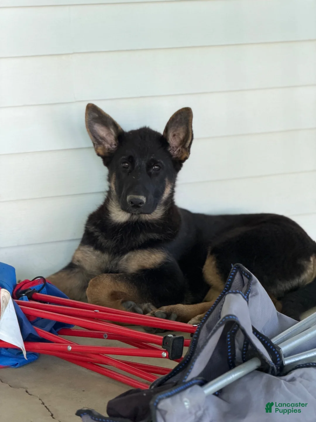German Shepherd dogs for sale: Raven - Ad 1