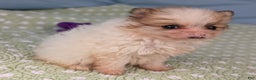 Pomeranian dogs for sale: Flicker - Ad 7