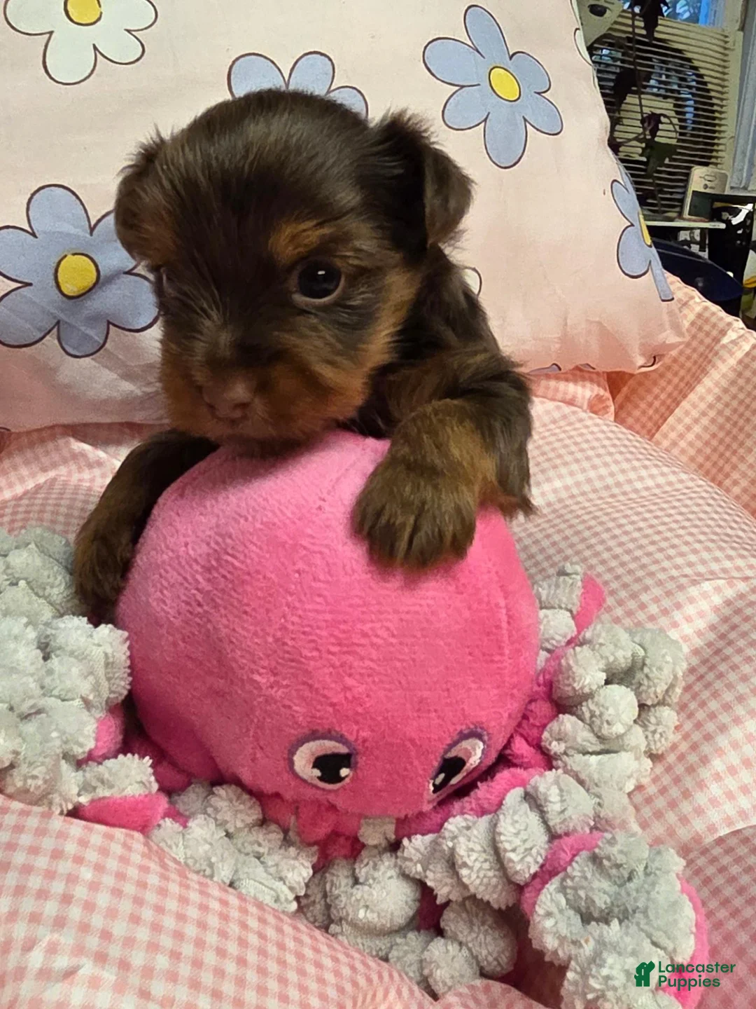 Yorkshire Terrier dogs for sale: Yorkshire Terrier  female 1 - Ad 1
