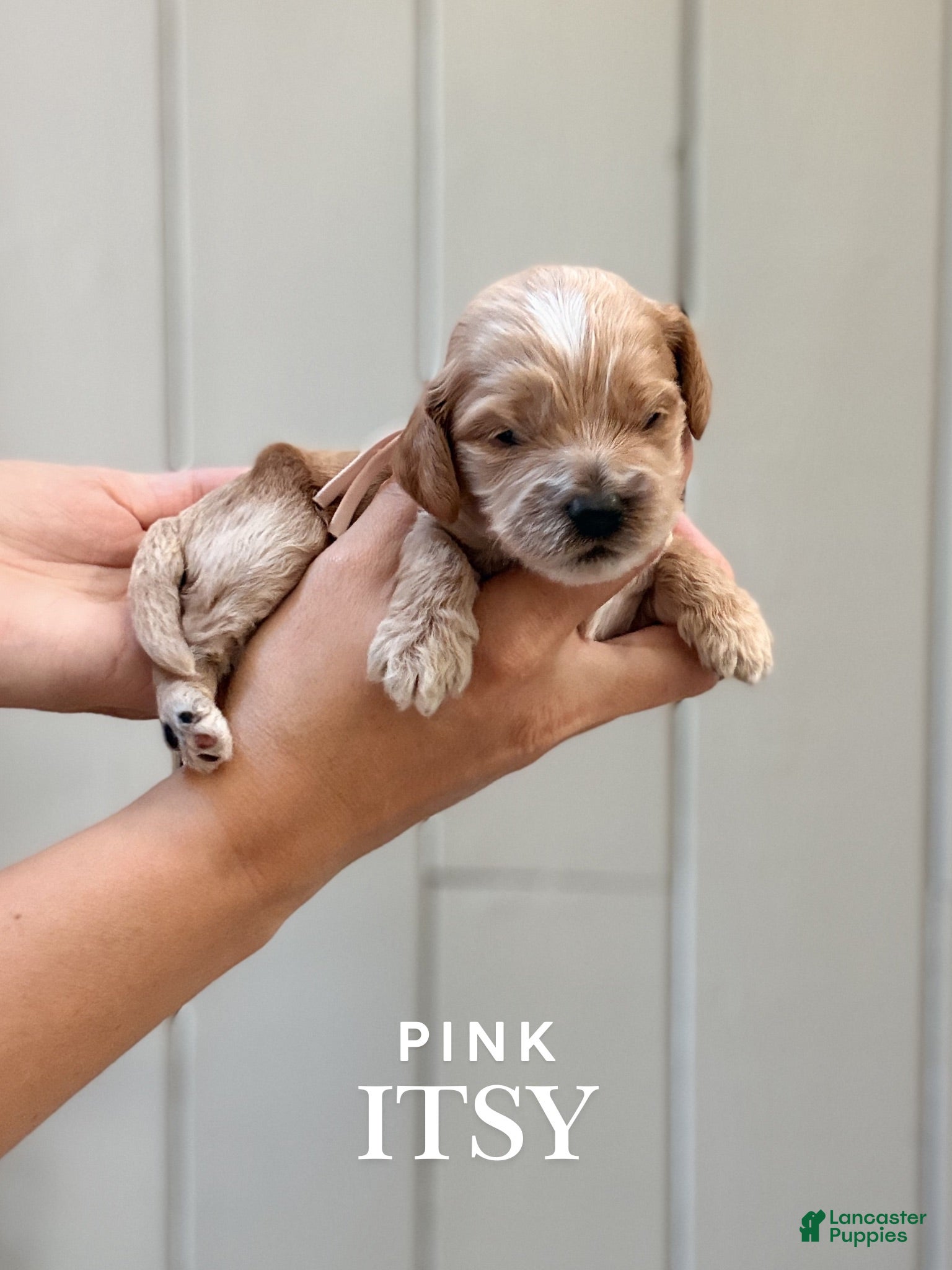 Cockapoo dogs "Itsy" Cockapoo - Ad 1