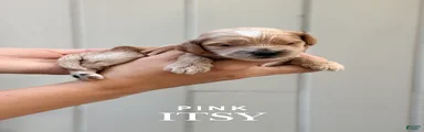 "Itsy" Cockapoo