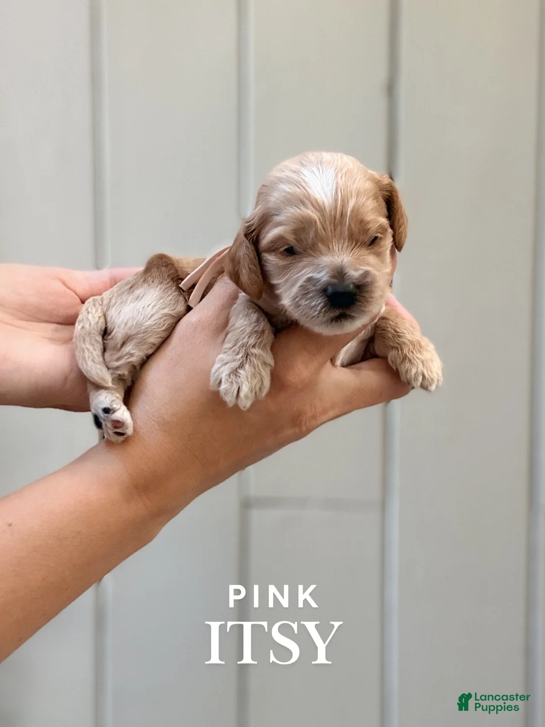 Cockapoo dogs for sale: "Itsy" Cockapoo - Ad 1