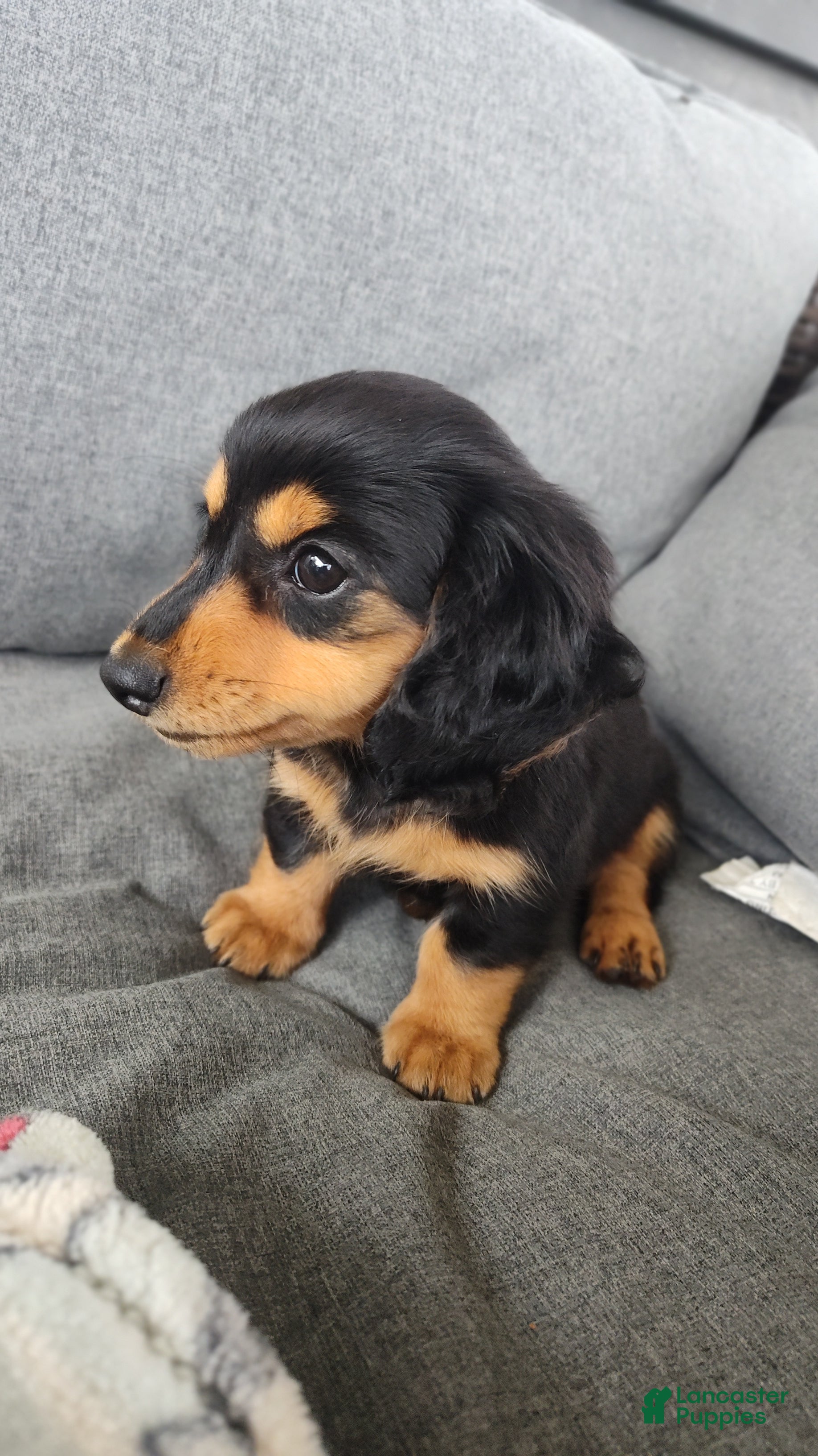 Miniature Dachshund dogs Forest - Ad 16