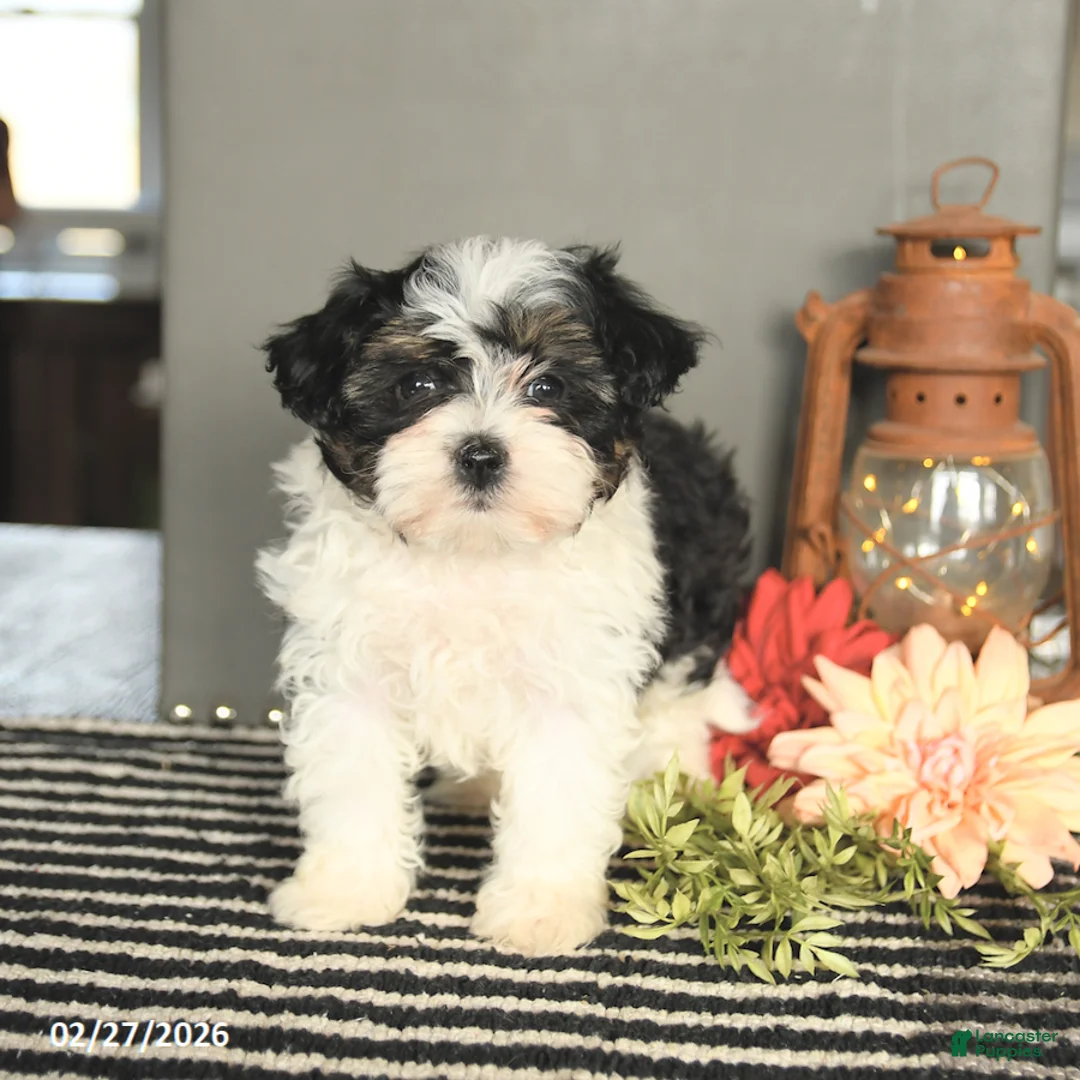 Maltipoo dogs for sale: Fudge - Ad 3