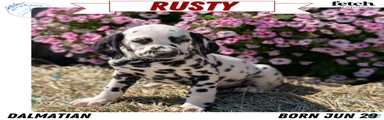 Rusty