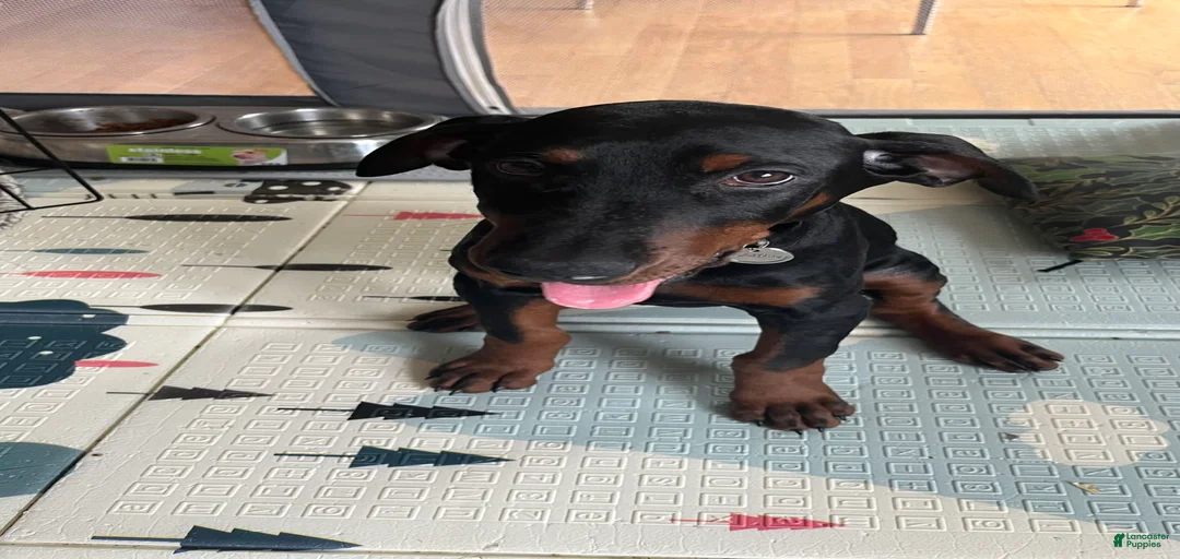 Gallery Image {{count}}