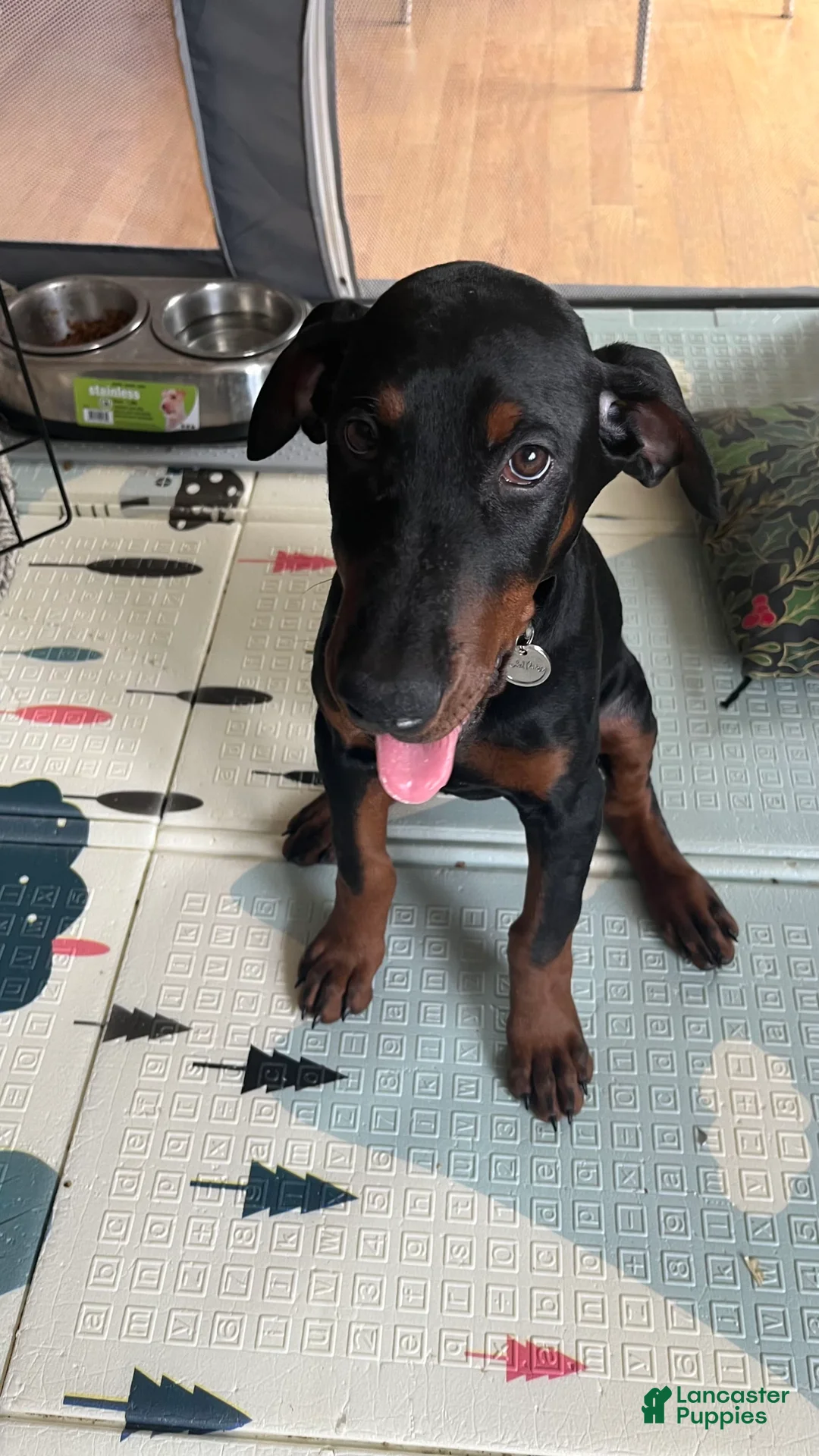 Gallery Image {{count}}