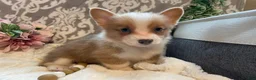 Welsh Corgi Pembroke dogs for sale: Smoky - Ad 5