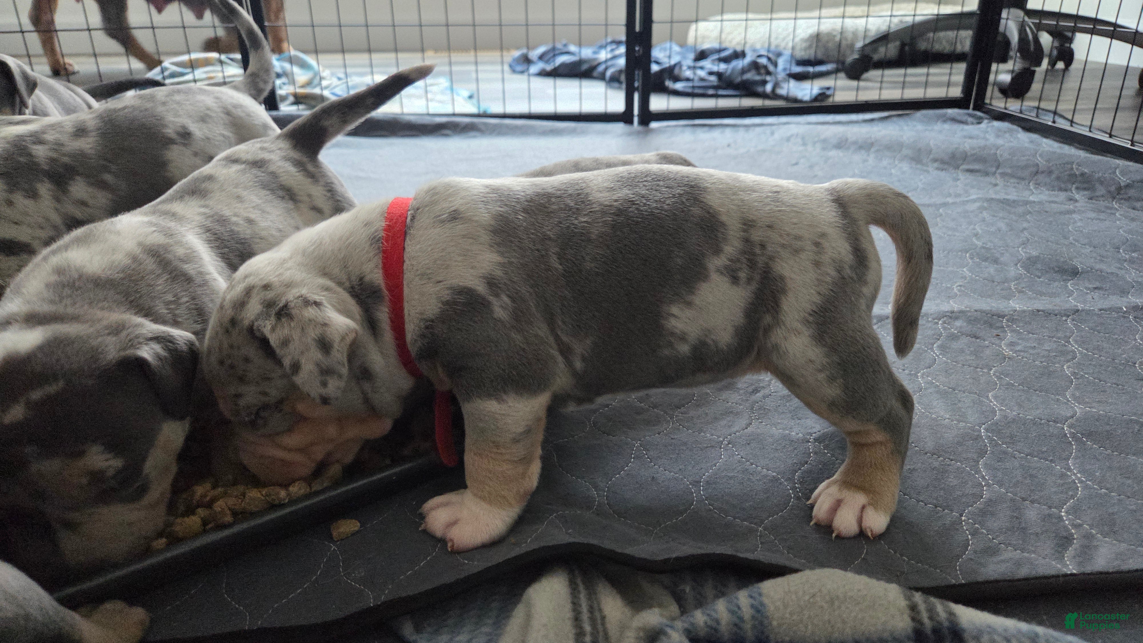 American Bulldog dogs Blue Merle Female (Red) - Ad 21