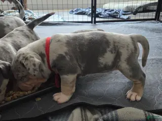 American Bulldog dogs Blue Merle Female (Red) - Ad 8