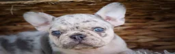 French Bulldog dogs for sale: 🐾 Meet Knox — A Happy Little Frenchie with Plenty of Love to Give! 🐾 - Ad 21