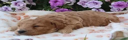 Mini Goldendoodle dogs for sale: Charlie - Ad 4