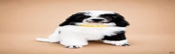 Miniature Poodle dogs for sale: Bodhi - Ad 7