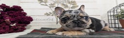 French Bulldog dogs for sale: Shiloh - Ad 2