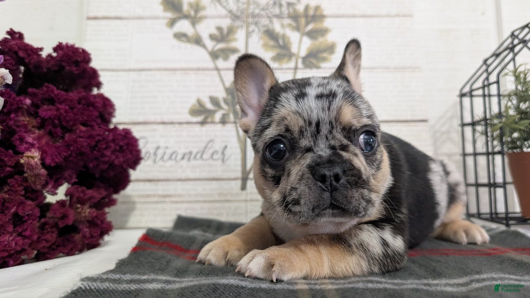 French Bulldog dogs for sale: Shiloh - Ad 2