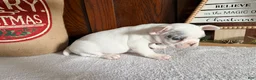 French Bulldog dogs for sale: Silvers Raleigh - Ad 12