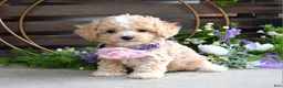 Maltipoo dogs for sale: Hope - Ad 7