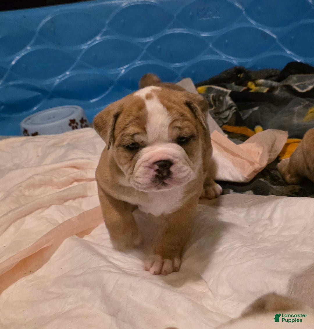 Mixed Breed dogs for sale: OLDE ENGLISH BULLDOG  - Ad 6