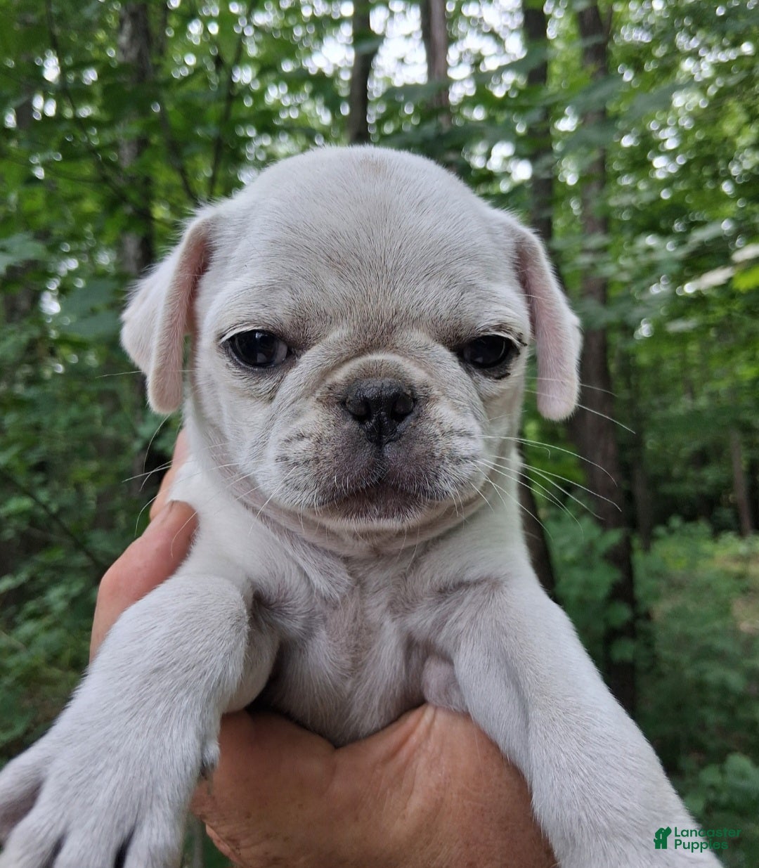 Pug dogs Darla - Ad 2