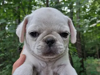Pug dogs Daisy - Ad 34