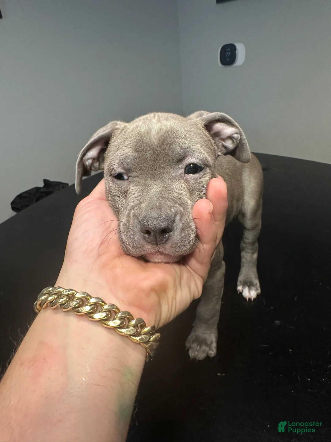 American Staffordshire Terrier dogs for sale: American Staffordshire Terrier Puppy 3 - Ad 1