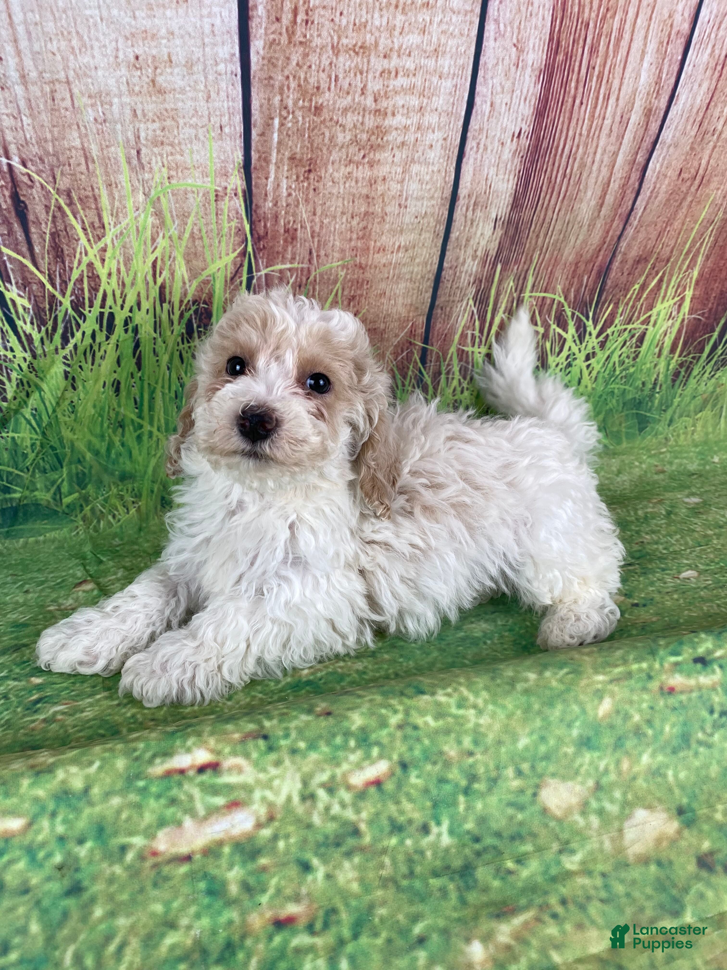 Miniature Poodle dogs Nelson - Ad 32